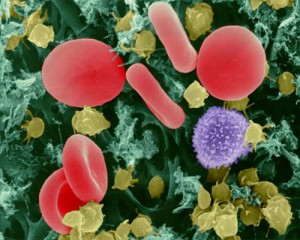 Тромбоциты в крови (выделены желтым цветом)